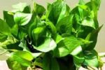 这些植物放在厨房净化油烟空气，你知道吗？