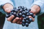 秋季养生吃哪些食物好？ 九种水果最适合... 