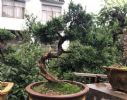 喜欢有价值的“盆景树”，冬天种植3种，5年后值1万，造型美