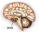 同样是垂体瘤，为什么有的需要手术治疗有的只是吃药观察？