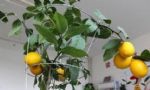 换季时室内易滋生细菌咋办？在家养上它们，为家人健康保驾护航