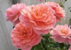 4种花“漂亮、易爆盆”，堪称花卉“劳模”，一年四季开花不停！