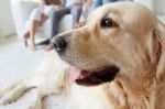世界卫生组织：宠物犬与新冠病毒传播无密切关联