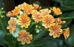 此花花瓣如莲、叶片似多肉，既好看又好养，一年开花300多天