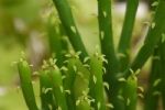这花生来就是光杆司令，阳光一照，通体碧绿，放大了看还挺可爱