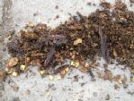 换盆的旧土千万别扔，加点东西还能用，养花效果不比新土差！