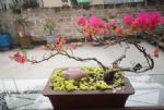 2种花，少浇水、多修剪，能养成高价盆景！
