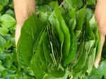 南方特色食材“野叶子”生长在竹林边，堪比紫苏，炒田螺很香！
