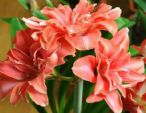 朱顶红花后剪这里，保养种球和根系，再次开花大又艳