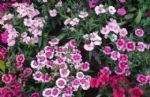 赏花就盆栽石竹花，花色丰富、花期长，株型优美，个头小巧玲珑