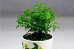 1种可以驱蚊的植物，比绿萝还好养，耐寒又耐热，养一盆飘香满屋