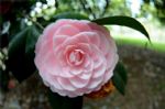 茶花长得好与不好，全都看一个“酸”字，土酸、肥酸、水也酸！