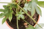 在树荫下养着仍能开花的八角金盘，养成室内观叶绿植是不错的选择