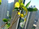 栀子花两年不开花了，还黄叶？土里加一料，叶绿花多长成树