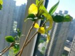 栀子花两年不开花了，还黄叶？土里加一料，叶绿花多长成树