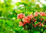 养杜鹃花，注意浇水、光照和用土，常年叶油绿开花美