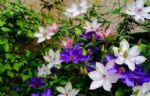 除了藤月，还有2种花也很美，种一次年年开花、惊艳壮观