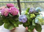 5月最适合扦插3款花卉，生根发芽几率高，当年就能开出漂亮花