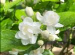 夏天养4种花，不怕太阳晒，开花一茬接一茬，真漂亮