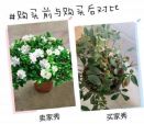 江湖救急：新买的花几天就黄叶蔫吧？这么做花朵开满盆