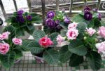 养花新手可以养的4盆花，浇浇水就能养活，叶绿花苞多