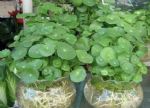 盆栽植物怕浇水过多？养马蹄莲、铜钱草、薄荷、睡莲，越多越好