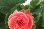 6种花再好看夏季都不要买，往往是养不好，最后剩空盆