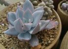 盆栽好看又好养的多肉，基质只需专用土？不！这些透水又透气