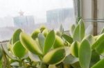 玉树养成“粗老桩”，夏天多晒太阳，多淋雨，枝叶繁茂主干粗