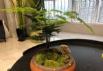 6种花，七八月别乱晒，当心干枯叶发黄，收了空盆