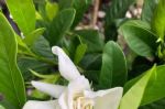 养栀子花，湿度非常重要，常喷水才能更油绿