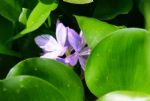家里养了水生绿植，干净清爽能开花，价值高夏天好养