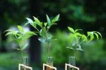 这几种过期药可别扔，磨成粉末兑水养花，根壮叶绿花更红