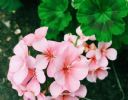 8、9月，犯愁：该盆栽什么花？栽种这4款，一年四季都能赏花