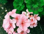8、9月，犯愁：该盆栽什么花？栽种这4款，一年四季都能赏花