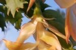 秋季可以养哪些花？开花植物不要选，选这3种，秋冬季开花多