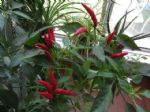 阳台别养花了，花盆里撒点菜籽，一个月长满盆