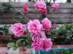 一楼院子里养4种花，耐寒又好养，年年鲜花满园