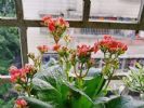 养长寿花的几点诀窍，开完一批花，又开一批花，满头花苞