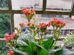 养长寿花的几点诀窍，开完一批花，又开一批花，满头花苞