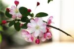 盘点4种代表“希望”的花，你养了吗