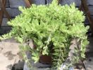 这4款植物搁在室外，不管不问，嗖嗖地窜爆盆！比吊兰还好养