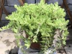 这4款植物搁在室外，不管不问，嗖嗖地窜爆盆！比吊兰还好养