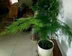 花友疑惑：为啥文竹部分叶片发黄？自查此4种原因，对症下药