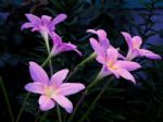 一种兰花像韭菜，但开花时不逊色月季花，淋雨后开得更旺