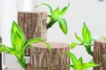 “懒人”对盆栽有4种要求，恰好这5种被称为“懒人植物”！