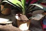 植物换盆后，该怎么避免黄叶烂根？学2招，花草不再莫名伤亡