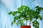 幸福树不仅是观叶树，养久了还能开出幸运花，你见过吗？