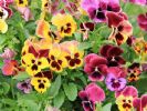 这“花”非常适合9、10月养，一盆花开出三个颜色，好养好看