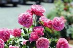 月季还没开花，叶子先黄了，无非就几个原因，对症解决就行了
